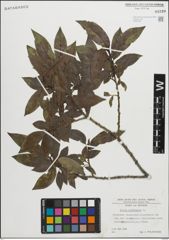 Foto von Salix pentandra L.